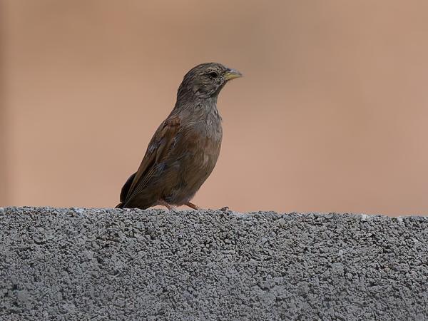 <h3><a href="/trips/marokko/biota/animalia/chordata/aves/040 passeriformes/126 emberizidae/emberiza sahari/emberiza sahari-nl.html">Emberiza&nbsp;sahari</a> / House&nbsp;bunting / Huisgors</h3>OM-1 Mark II met OLYMPUS M.150-400mm F4.5 TC, 1/2000 sec  bij F5.6, ISO 500, afstand 28.4&nbsp;m